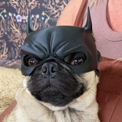 Batman dog mask suitable for brachynose breeds
