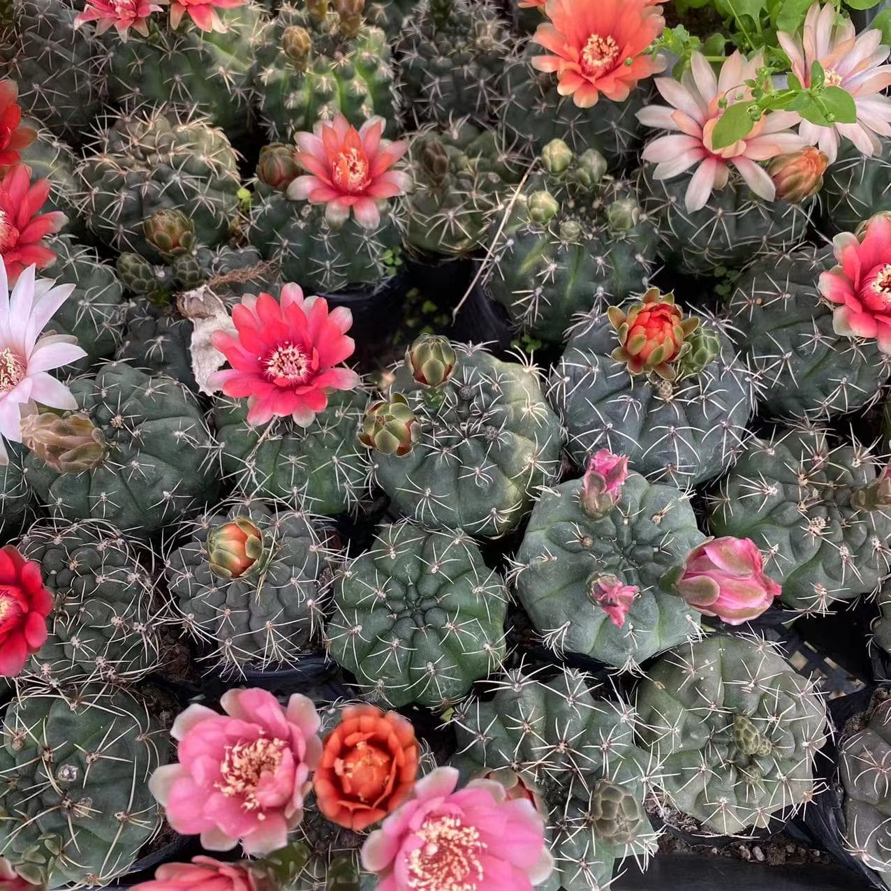 Real photos of 3-4cm bulbous cacti, including the bulb, which is easy to care for.