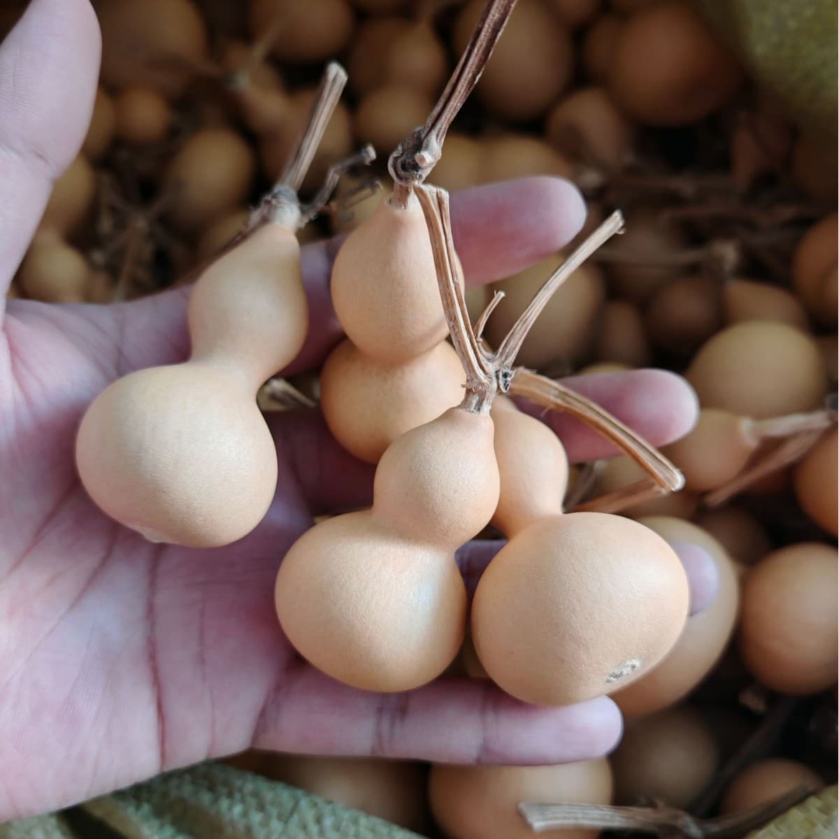 Small Gourd Wholesale - Natural Gourd Wenwan Gourd Pendant Hand-Twisted Gourd - Liaocheng Gourd Source Wholesale