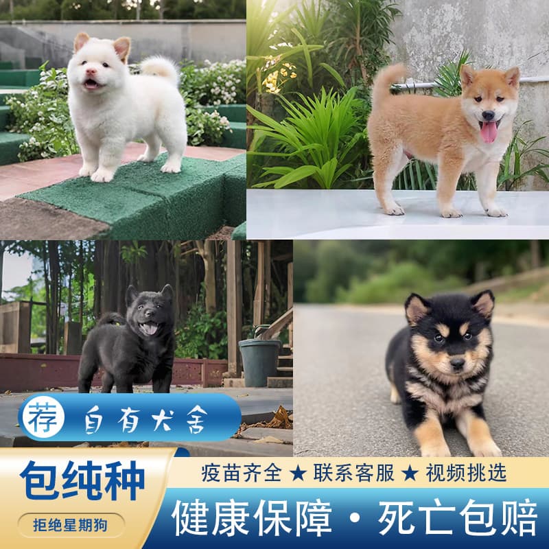 Chinese Rural Dog White Earth Pine Yellow Dog White Face Guangxi Rural Hunting Dog Native Dog Tang Dog Puppy Four Eyes Iron Wrapped Gold Five Black