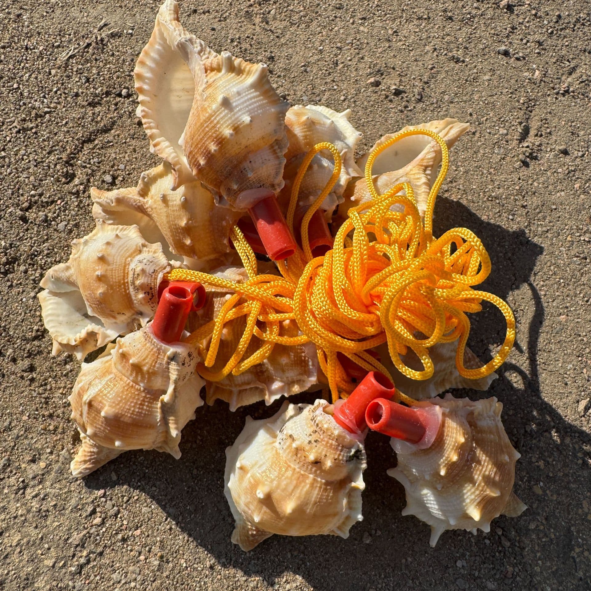 Natural shells, conch whistles, conch crafts, tourist attraction gifts, street stalls, night markets, children's toys