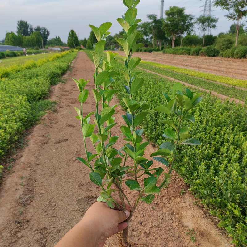Jiaodong Euonymus nutritional cup seedlings, community greening project seedlings, color block hedge seedlings wholesale, project greening seedlings