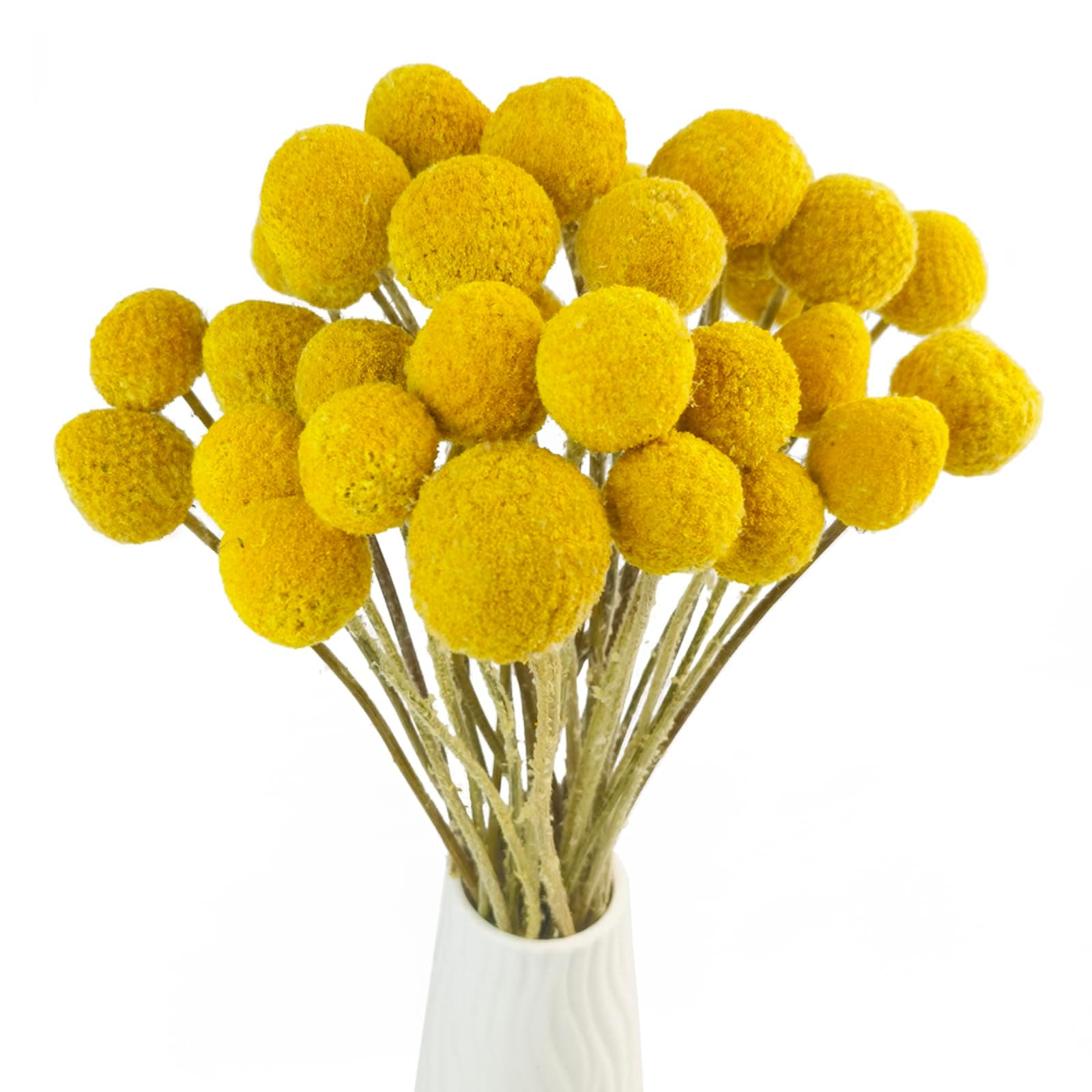 Amazon hot sale natural golden mallet flower golden ball diy bouquet home decoration wedding party dried flowers real flowers