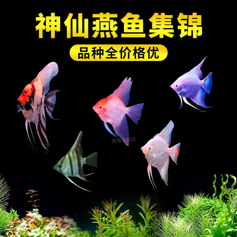 Angelfish, Black and White Red Head Tricolor, Peruvian Blue Devil, Tropical Ornamental Fish, Wholesale, Planted Tank, Schooling, Freshwater