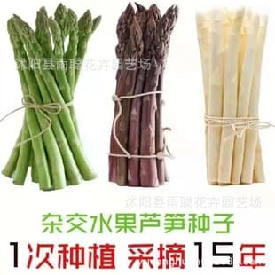 Asparagus Seeds Four-Season Planting Imported Green Asparagus Seeds Heat-Resistant Cold-Tolerant High-Nutrition Vegetable Seeds