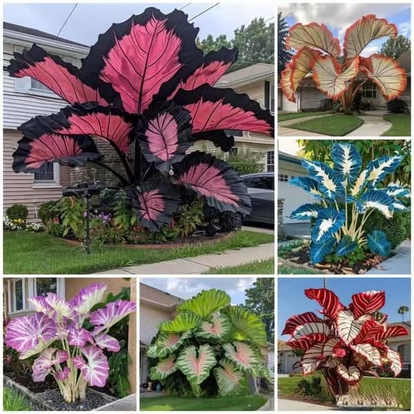 Cross-border supply Caladium seeds, large-leaved Caladium bicolor seeds, four-season potted flower plant seeds