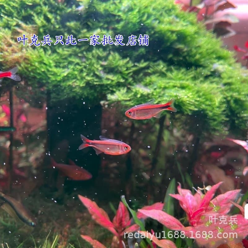 Shanghai Wholesale Fire Ant Tetra, Red Fire Ant, Devil Yellow Fire Ant Tetra Live, Tropical Ornamental Fish, Small Fish, Tetra Species, Planted Tank