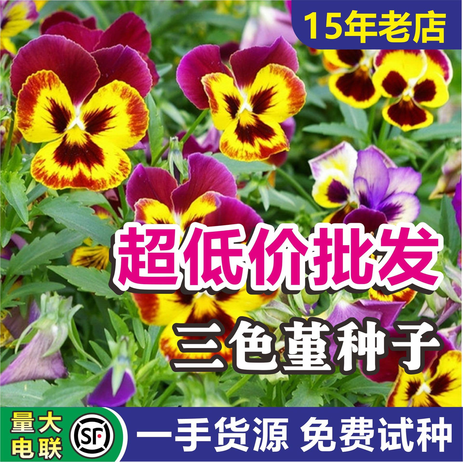 Pansy Flower Seeds Wholesale, Early Spring Blooming Easy-Grow Flower Seeds for Municipal Greening Flower Sea, Potted Four-Season Sowing Flowers