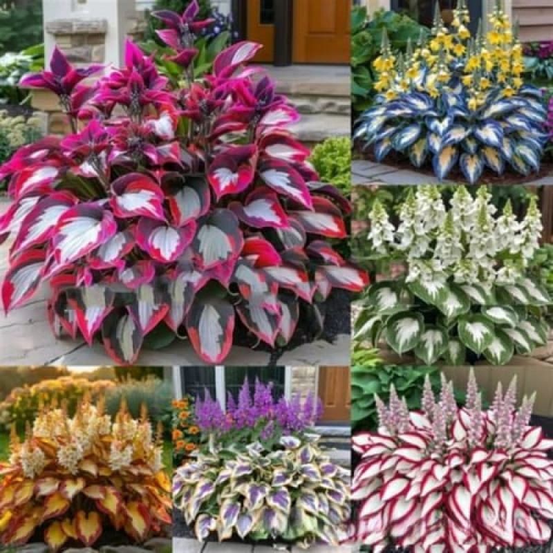 [Cross-border Supply] Colorful Hosta Seeds Hosta Flower Seeds Potted Flower Seeds White Crane Flower Hosta Seeds