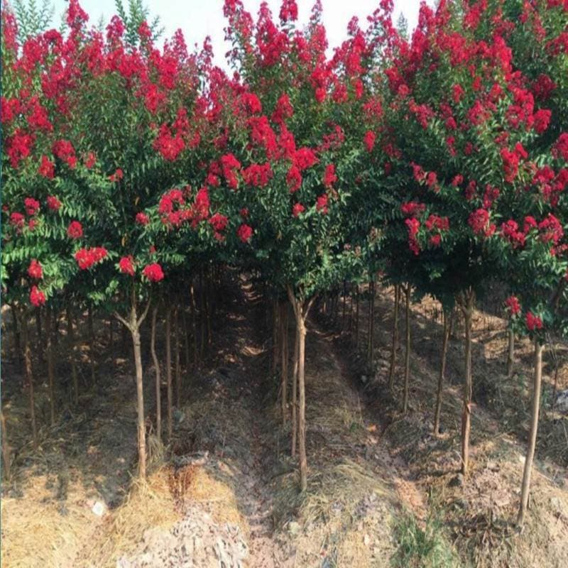 Home Garden Landscape Tree Greenery Plant Lagerstroemia indica Seedling American Red Rocket Crape Myrtle Seedling Red Fireball Crape Myrtle