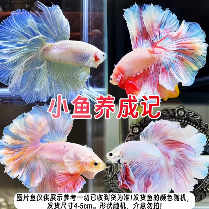 Thai Betta Fish Fry, Halfmoon Fairy Style, Tropical Fish Desktop Pet, Live Male and Female