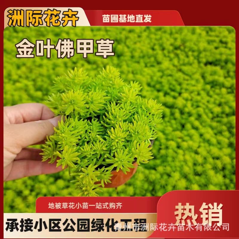 Golden Sedum Potted Plant Gold Leaf Sedum Ground Cover Roof Greening Heat and Cold Tolerant Four-Season Foliage Green Plant