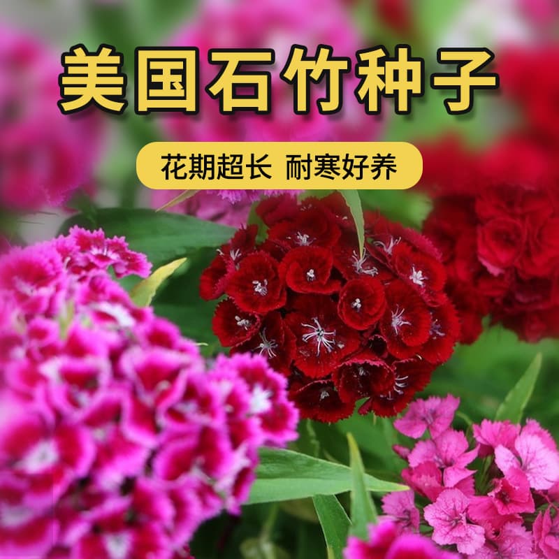 American Dianthus Seeds for Garden Flower Sea, Perennial Root Flower Seeds, Summer Dianthus, Multicolor Dianthus Seeds Wholesale