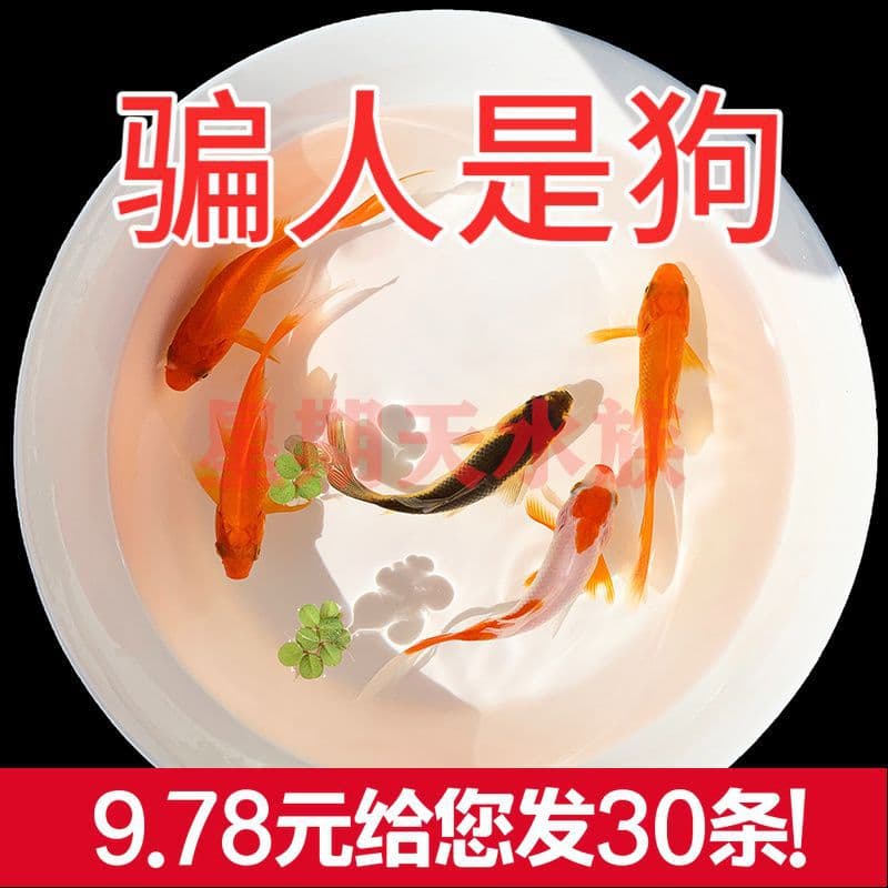 Ornamental fish goldfish fry, easy to keep, hardy, tap water koi, lazy person's year-round cold water fish.