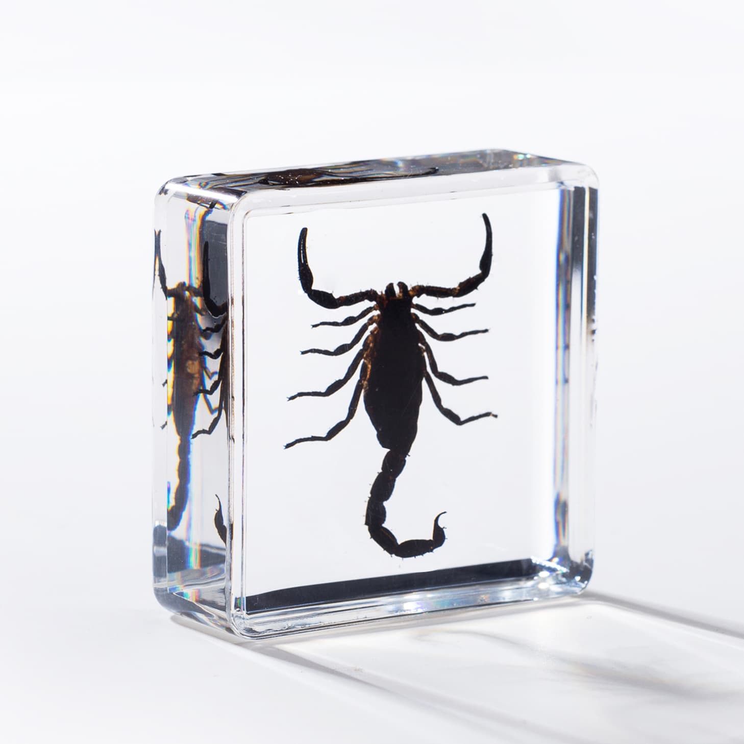 Zhenfang Craft Factory Direct Real Insect Specimen Block High-Transparency Resin Embedding Children's Biological Science Toy