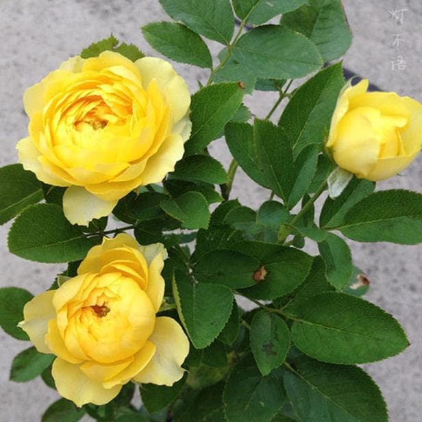 Dropshipping Canary Rose Seedlings, Blooming Rose Potted Plants, Climbing Vine Roses, Shrub Roses, Green Plants