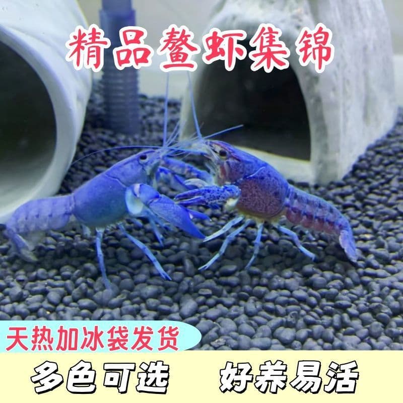 Tri-Color Ornamental Crayfish Live Aquarium Pet Blue Red White