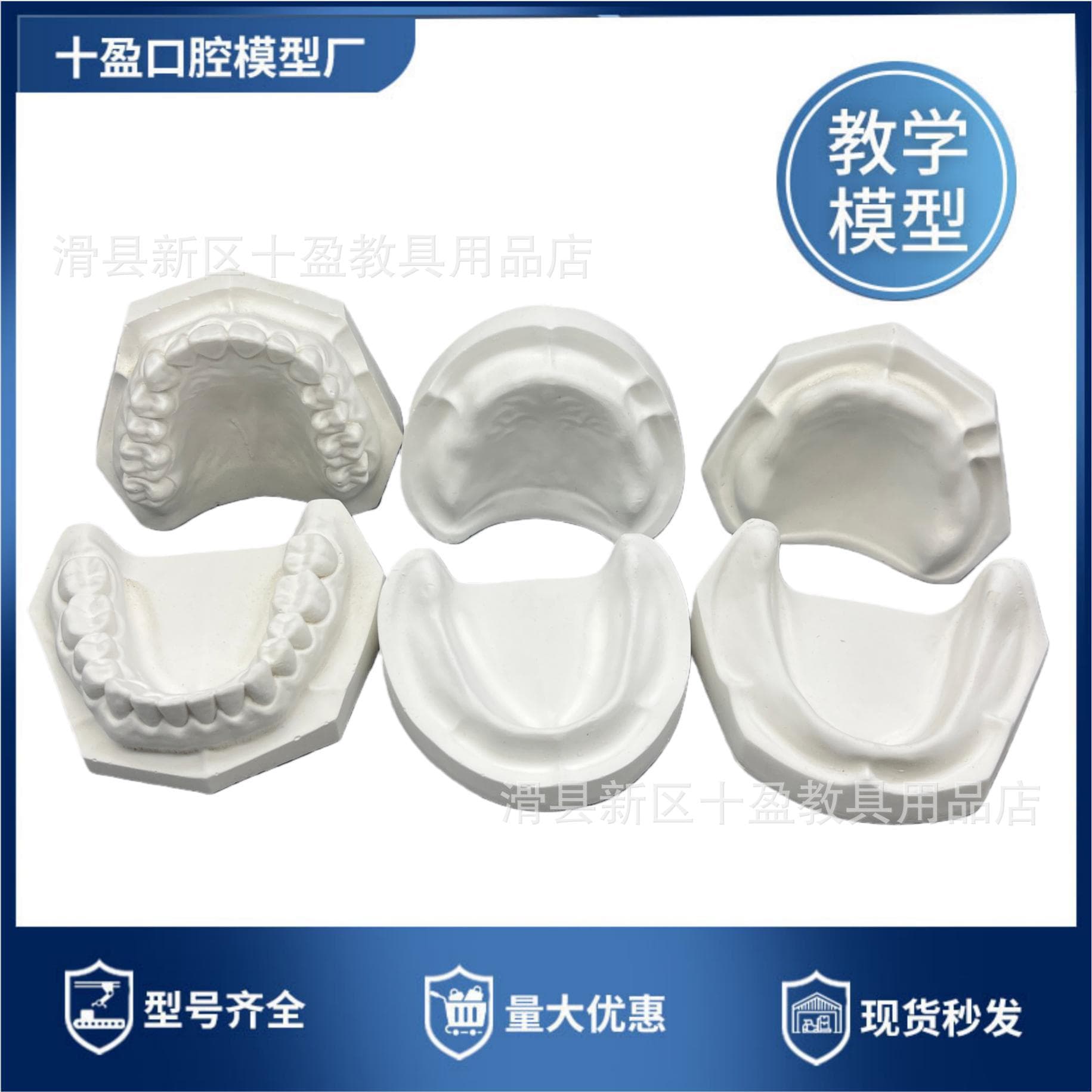 Oral dental plaster model Standard toothed plaster model for students with and without teeth to practice a full mouth of 28 teeth