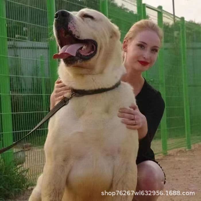 Wholesale live Central Asian Shepherd puppies, small dogs, Central Asian guard dogs, large dogs, pets, pet puppies