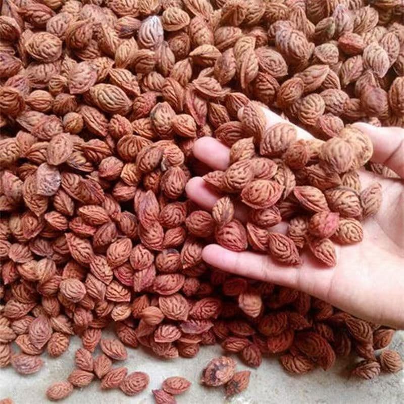 Wholesale Peach Seeds Freshly Harvested Wild Peach Seeds Peach Tree Seeds Peach Seeds Apricot Seeds