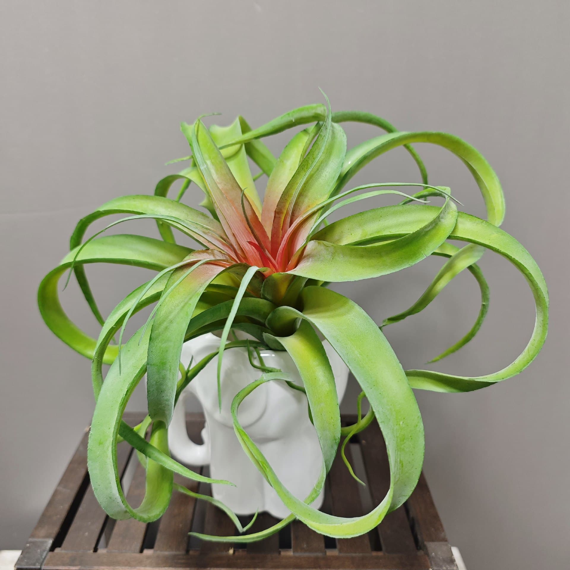 Simulated Tillandsia Air Plant Fake Succulent Small Hanging Vine Wall Beard Moss Decoration Artificial Flowers
