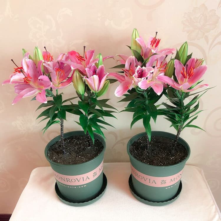 Wholesale Oriental Lily Bulbs Potted Lily Bulbs Cut Flower Lily Soil Cultivation White Pink Red Yellow