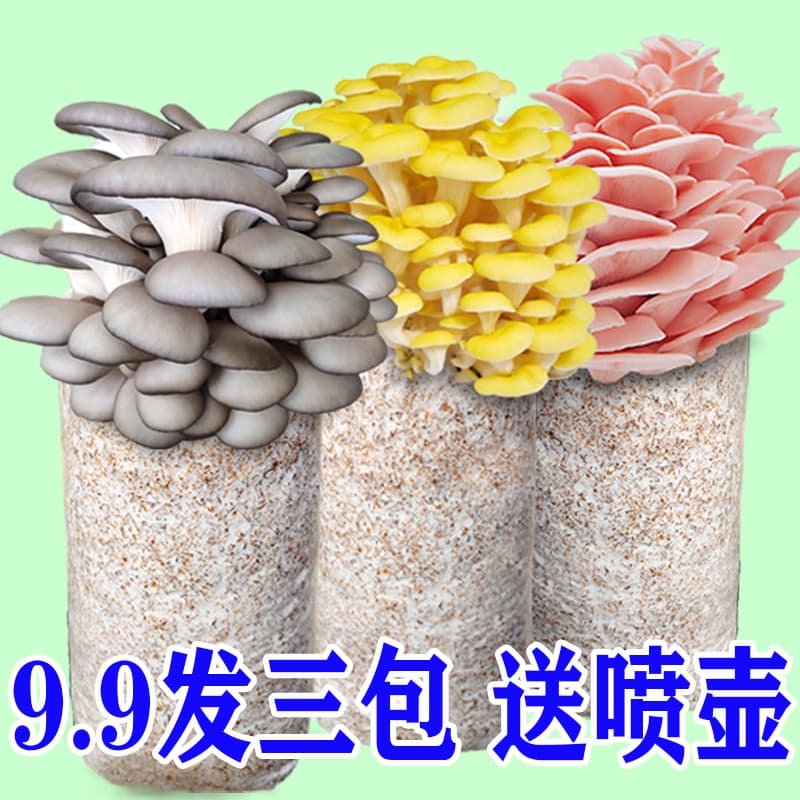 [9.9 Large Pack] Home-use Mushroom Spawn Kit, Mushroom Cultivation Kit, Oyster Mushroom Sticks, Shiitake Mushroom Spawn, Edible Fungus