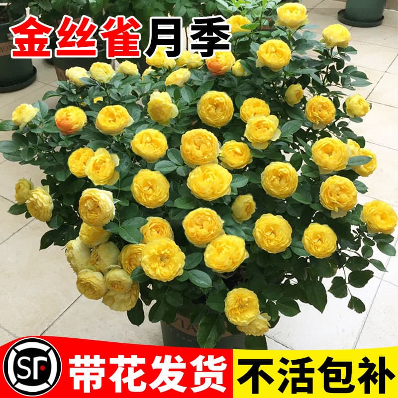 Canary Rose Large Seedling, Strong Fragrance, Blooms in All Seasons, Climbing Rose for Balcony and Garden, Potted Flower Plant