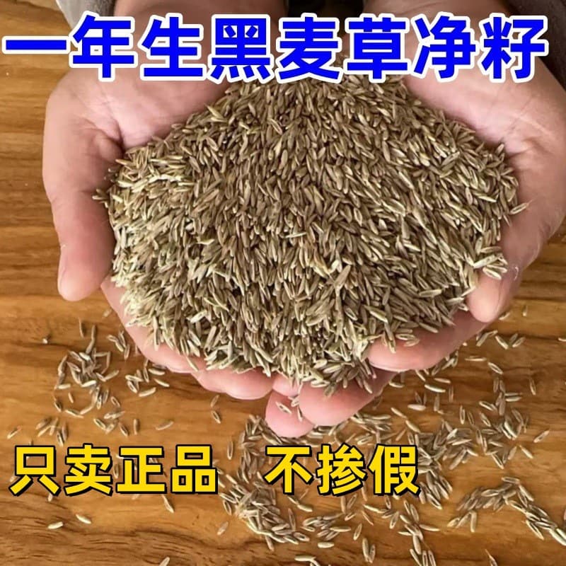 Annual Ryegrass Seeds, Tetraploid Blue Label Perennial Lawn Type for Re-greening and Slope Protection