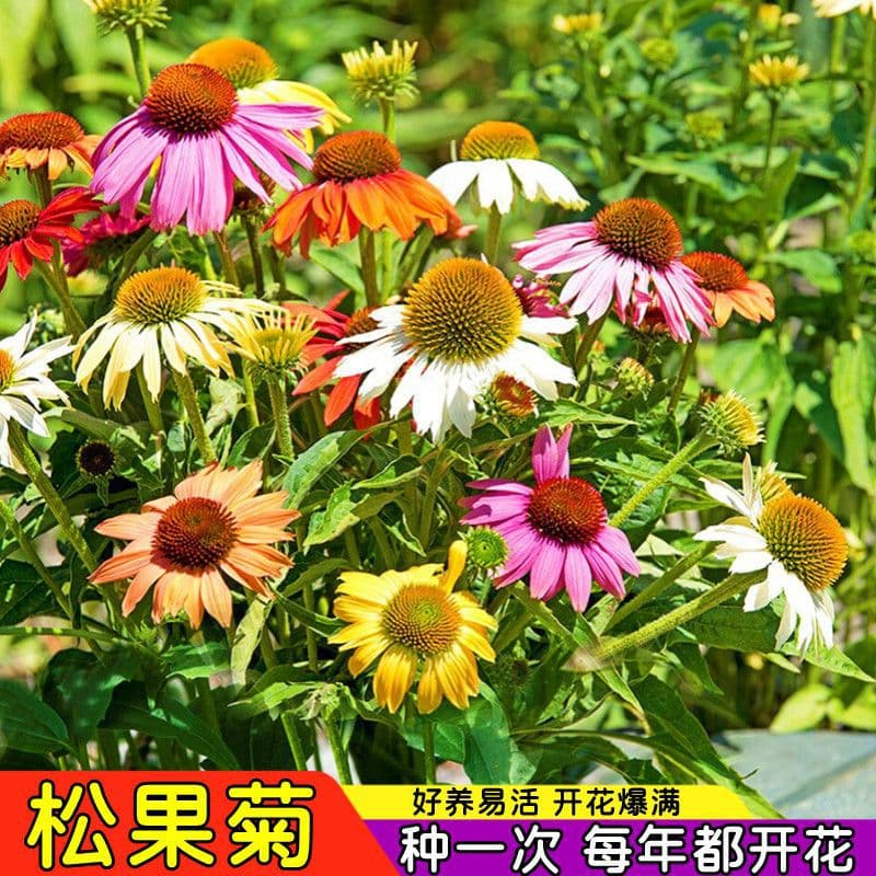 Colorful Echinacea Seeds, Perennial Cold and Heat Tolerant Purple Coneflower Seeds for Garden, Balcony, and Potted Planting