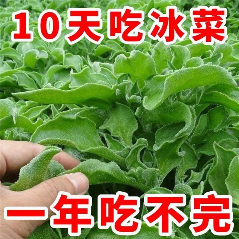 New This Year: Four Seasons Crystal Ice Plant Seeds, Ice Plant Seeds, Ice Grass Seeds, Rare Balcony Vegetables, Wild Vegetables