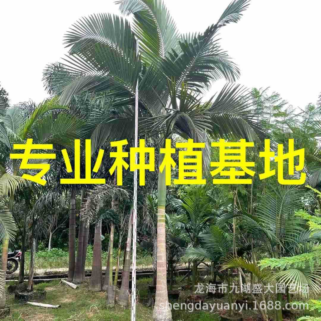 Fujian False Betel Nut Tree, Sichuan False Betel Nut Price, Zhejiang False Betel Nut Wholesale, Jiangxi False Betel Nut Greening