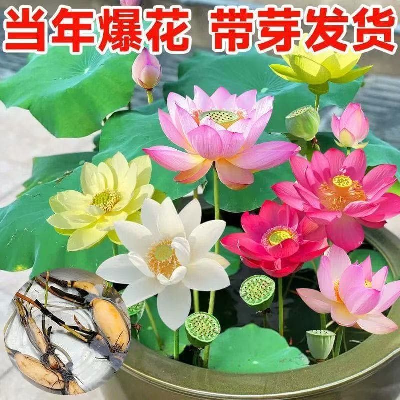 Large Ornamental Lotus Root Seedlings for Potted Plants, Balcony, Courtyard, Outdoor Four-Season Lotus and Water Lily Root