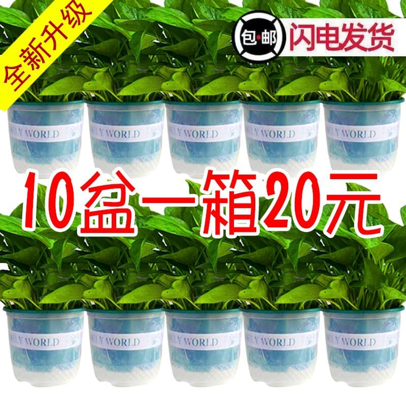 180 Large Green Pothos Potted Plants Wholesale Hydroponic Long-Vine Pothos Indoor Green Plants Small Pothos Plants for Removing Formaldehyde Small Potted Plants