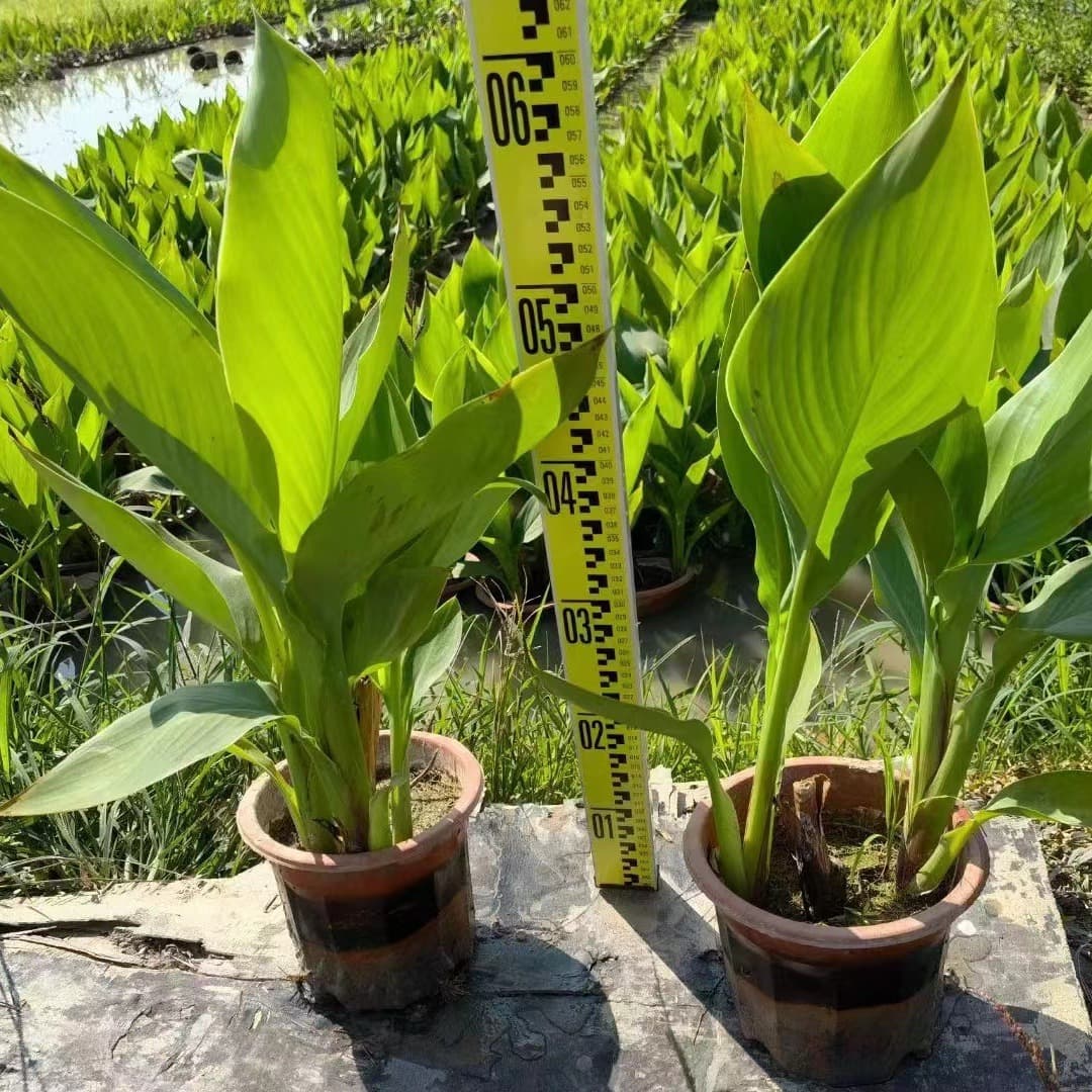 Direct from farm: Canna Lily, Large-flowered Canna, Aquatic Canna, Iris, Thalia dealbata aquatic plants