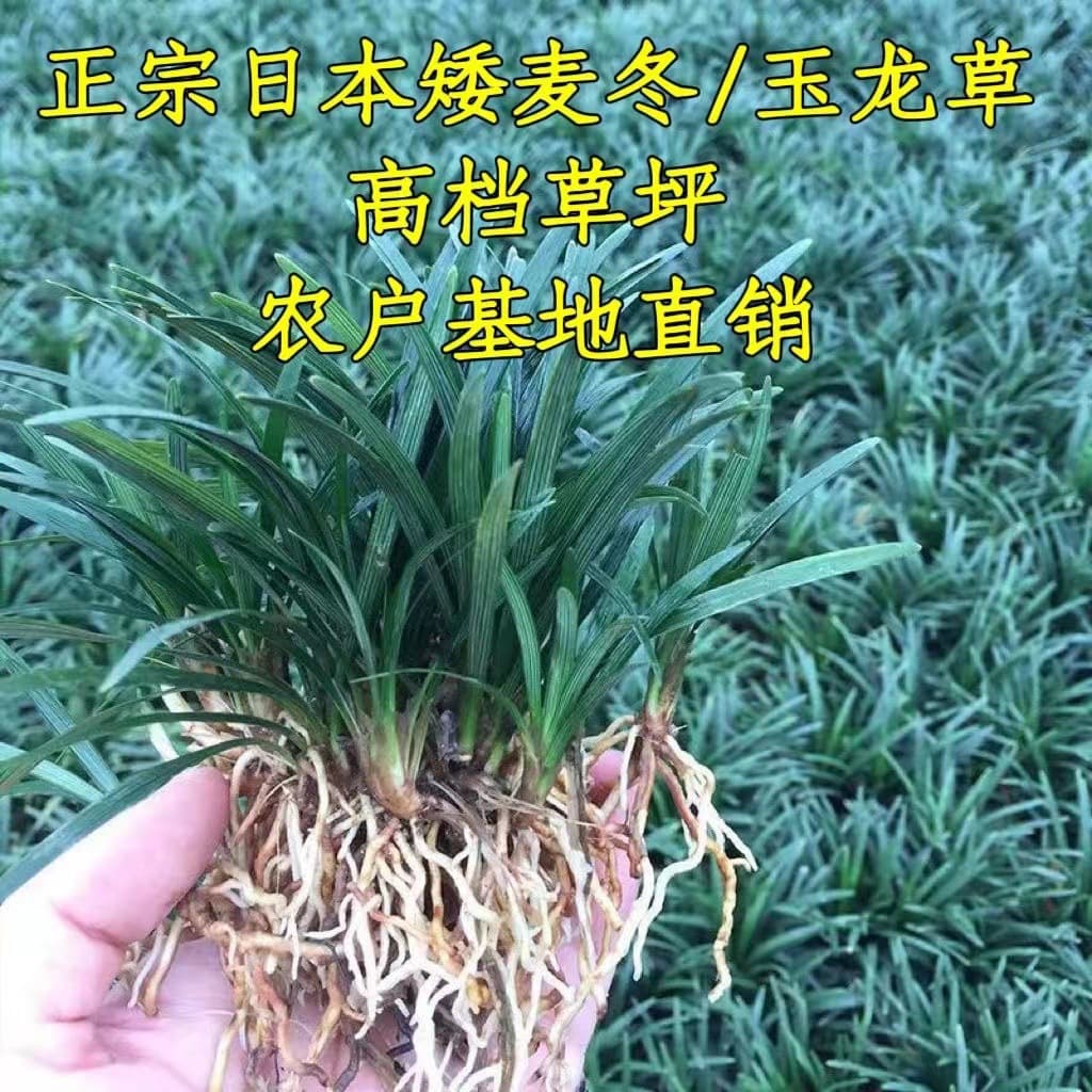 Factory wholesale dwarf liriope seedlings, dwarf liriope, evergreen liriope muscari, garden villa liriope muscari.