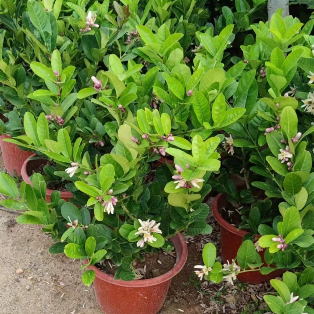Fragrant Lemon Tree Potted Plant with Fruit, Indoor/Outdoor, Seedless, Four-Season Lemon Seedling, Edible Lemon Tree Fruit Seedling