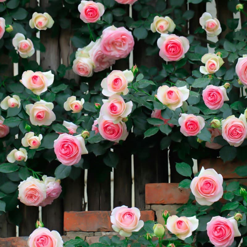Pink dragon sand gem rose climbing vine pink dragon wall micro-flower saplings pink salon gem extra large rose flowers