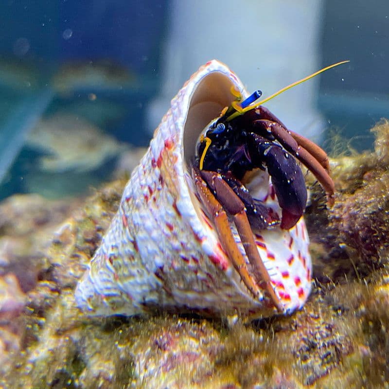 Marine Hermit Crab Live Pet Hermit Crab Saltwater Algae Eater Cleanup Crew Ornamental Live