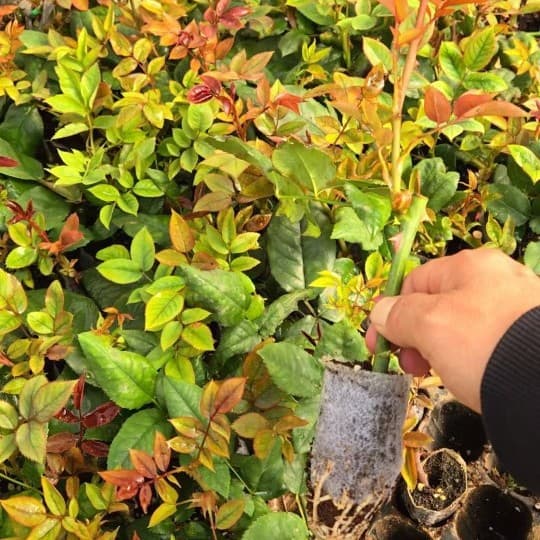 New Variety Rose Seedlings Floyd Goldman Cappuccino Red Substrate Soil Cup Seedlings Garden Evergreen Flowers