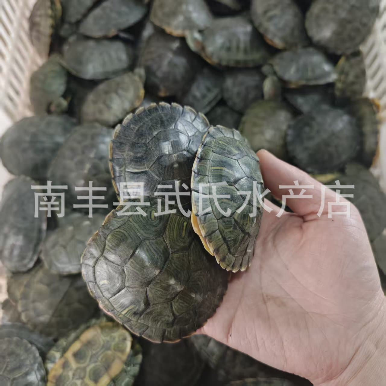 Brazilian Turtles, Live Pet Turtles, Small Brazilian Turtles, Domestic Turtles, Fortune Turtles, Golden Turtles, Cute Ornamental Turtles, Large Turtles
