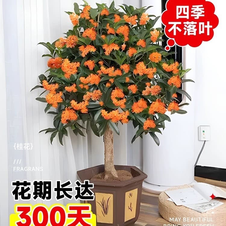Osmanthus Tree Seedling Potted Indoor Flower Plant Golden Osmanthus Red Osmanthus Garden Tree Strong Fragrance Green Plant Blooming Four Seasons Osmanthus