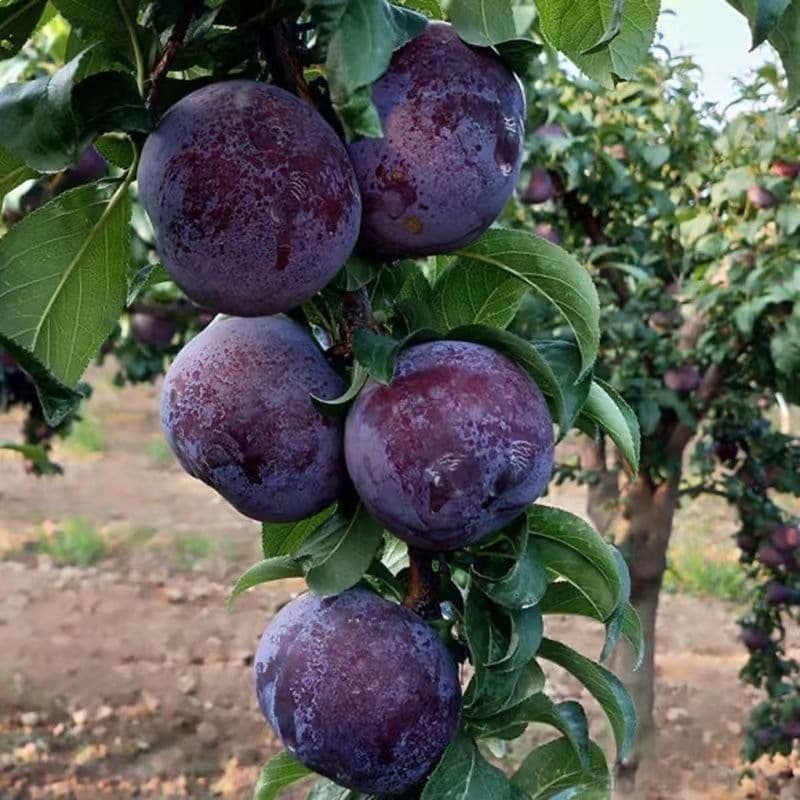 Prune Goddess Plum Tree Seedling for Potted or Ground Planting, North-South Cultivation, Grafted Seedling, Fruit Tree Bears Fruit Same Year