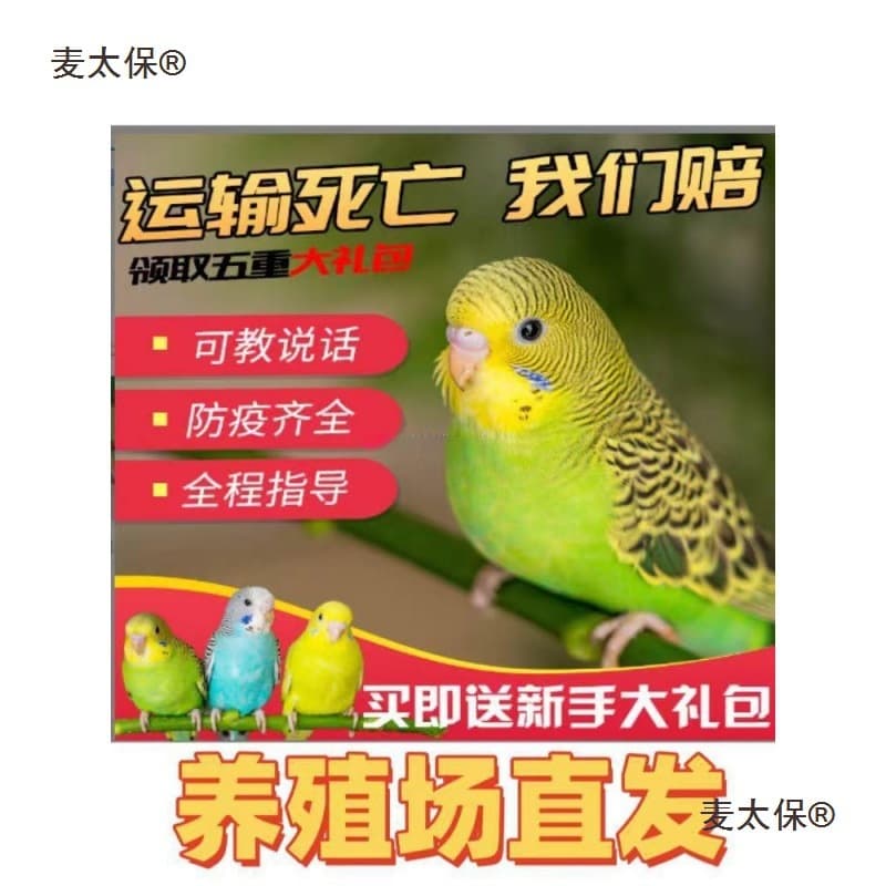 Budgie parrot live bird small and medium-sized talking pet bird live hand-raised black phoenix baby bird bird Mai Taibao