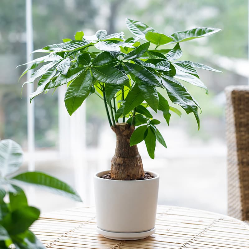 Large Money Tree Potted Plant, Fortune-Bringing Greenery, Indoor Evergreen for Living Room and Office, Pachira Aquatica