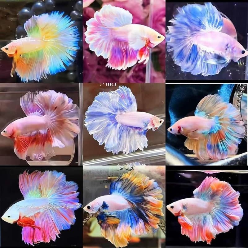 Thai Betta Fish Live Fairy Wedding Veil Halfmoon Pure White Betta Goldfish Pet Tropical Fish Small Ornamental Fish