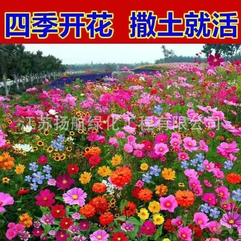 Wildflower Mix Seeds Cosmos Zinnia Sulfur Cosmos Sunflower Four Seasons Bloom Grass Flower Seeds