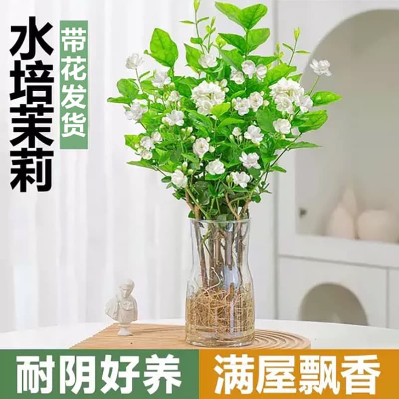 Hydroponic jasmine seedlings potted with buds, double petals, strong-scented flowers that bloom all year round, indoor desktop, easy to grow green plants