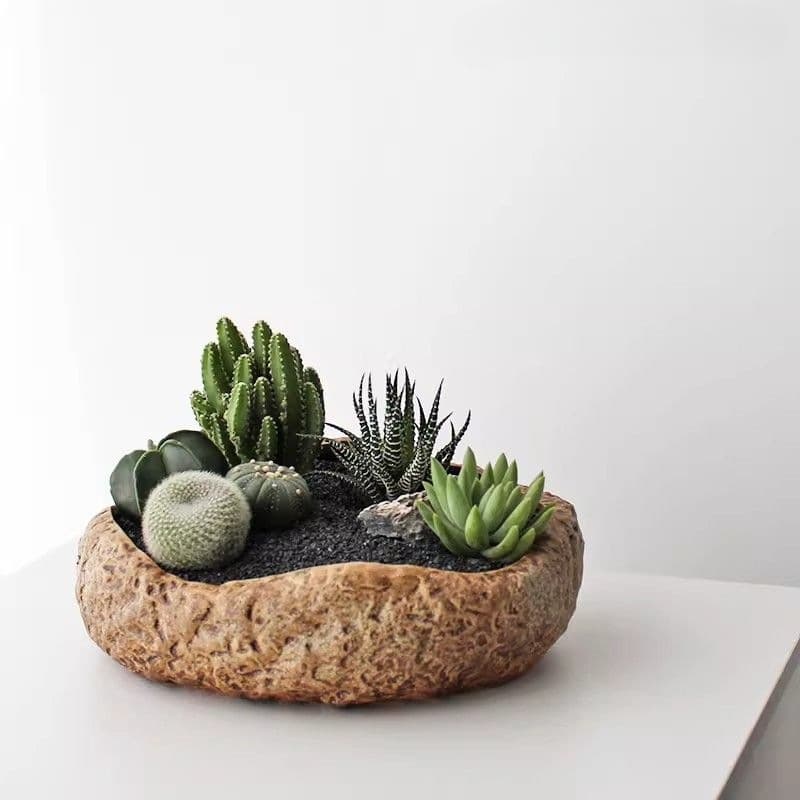 Succulent Desktop Cactus Potted Plant Office Creative Charlotte Garden Indoor Green Plant Flower