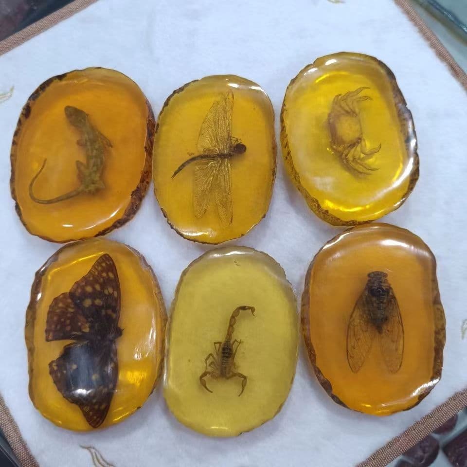 Amber and beeswax, genuine insect specimens, artificial insect amber, student observation, crab, scorpion, dragonfly, lobster ornaments, and hand-held pieces.